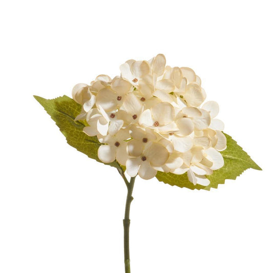 Cream Hydrangea Stem