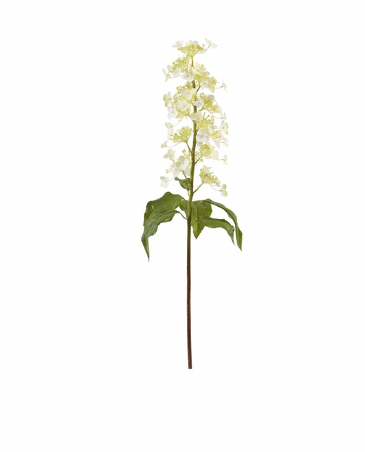 Butterfly Hydrangea White