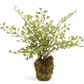 9" Maidenhair Drop-In