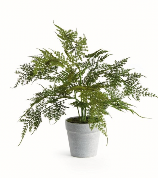 13" Plumosa Fern Drop-In