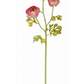 Mauve?Green Ranunculus X3