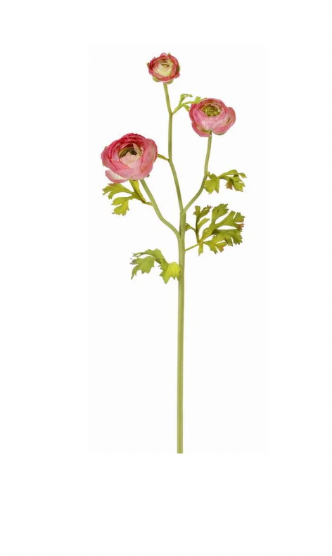 Mauve?Green Ranunculus X3