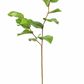 Salal Leaf Stem
