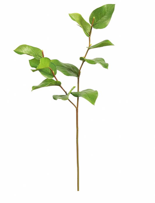 Salal Leaf Stem