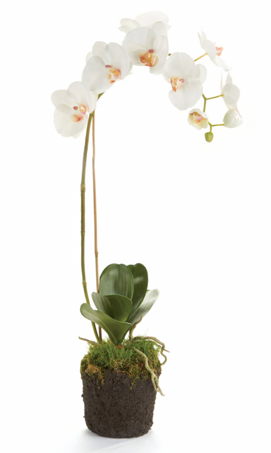 26" Phalaenopsis Drop In