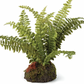 7" Boston Fern Drop-In