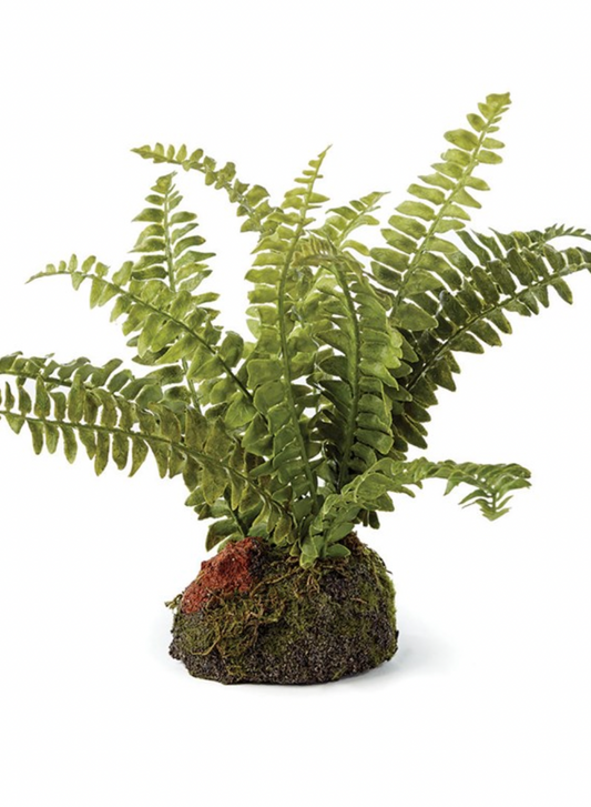 7" Boston Fern Drop-In