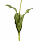 Green Dutch Tulip