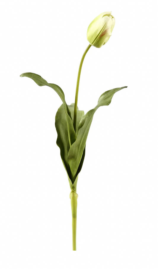 Green Dutch Tulip