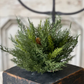 11" Advent Greens Half Sphere