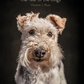 The Year of the Dogs Book