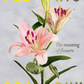 Floriography Illustrated Cards