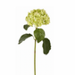 Light Green Hydrangea