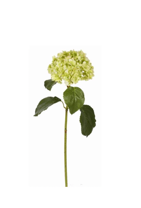 Light Green Hydrangea