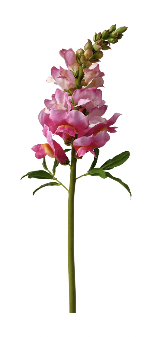 Orchid Snapdragon