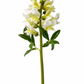 Talisman Snapdragon