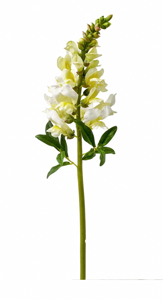 Talisman Snapdragon
