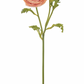 Light Mauve Ranunculus