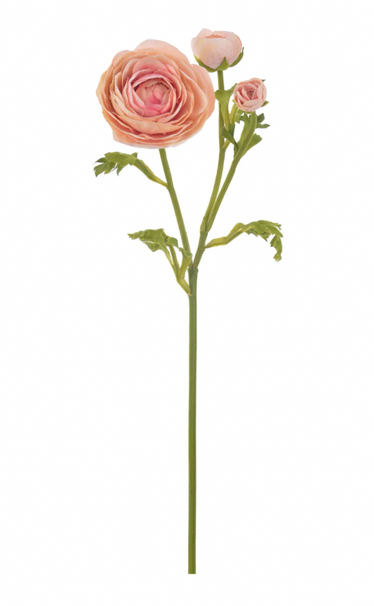 Light Mauve Ranunculus