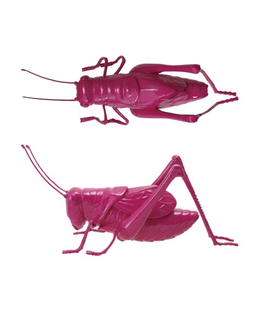 Hot Pink Grasshopper