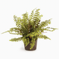 12" Boston Fern Drop-In 12"