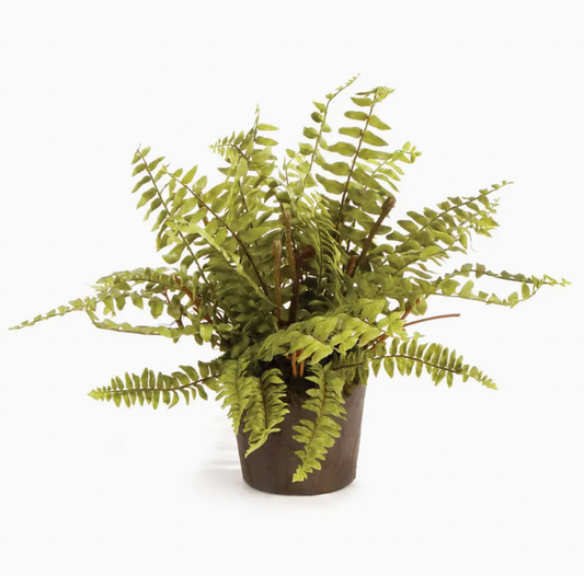 12" Boston Fern Drop-In 12"