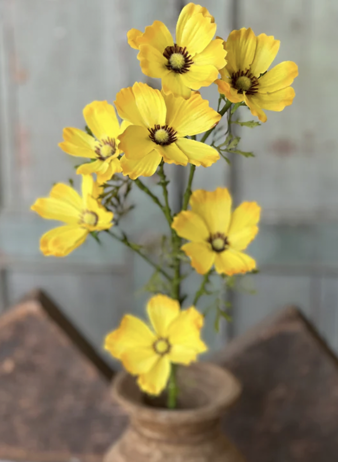 27" Cockle Cosmos Spray