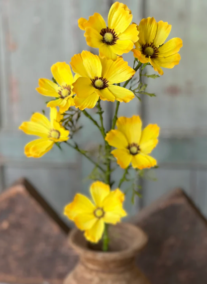 27" Cockle Cosmos Spray